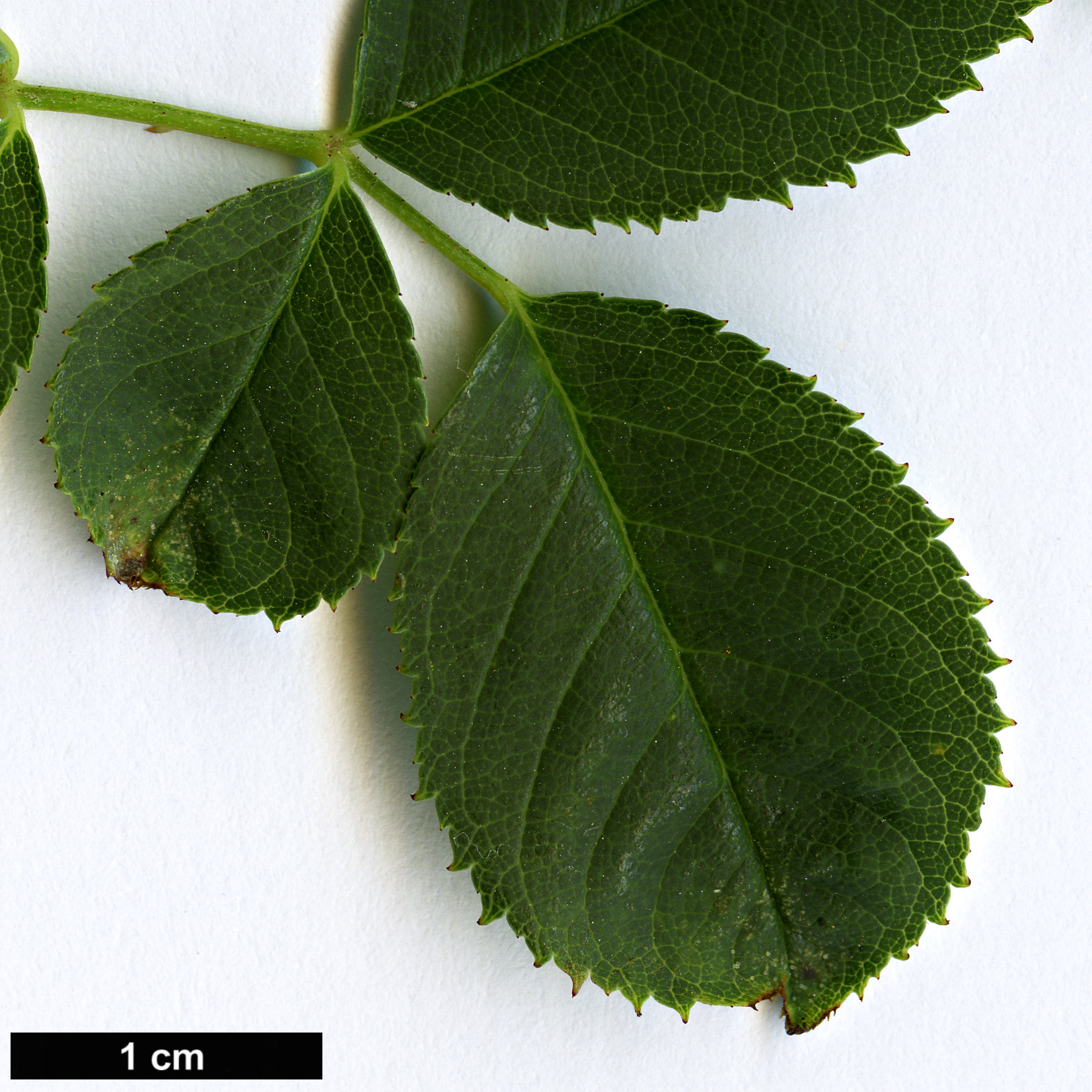 High resolution image: Family: Rosaceae - Genus: Rosa - Taxon: subcanina